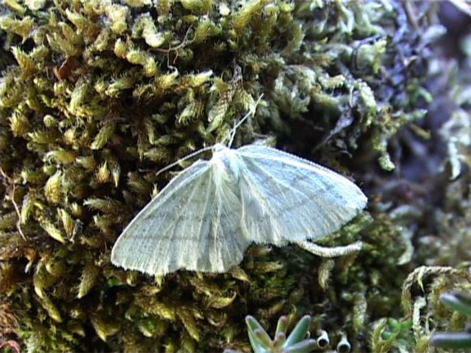 Weißstirn-Weißspanner ( Cabera pusaria ), Freigelände : Schmetterlingsparadies Langschlägerwald im Waldviertel, Niederösterreich, 07.07.2007